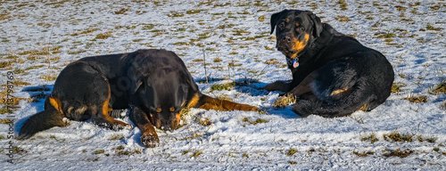 2 Rottweiler liegen im Schnee