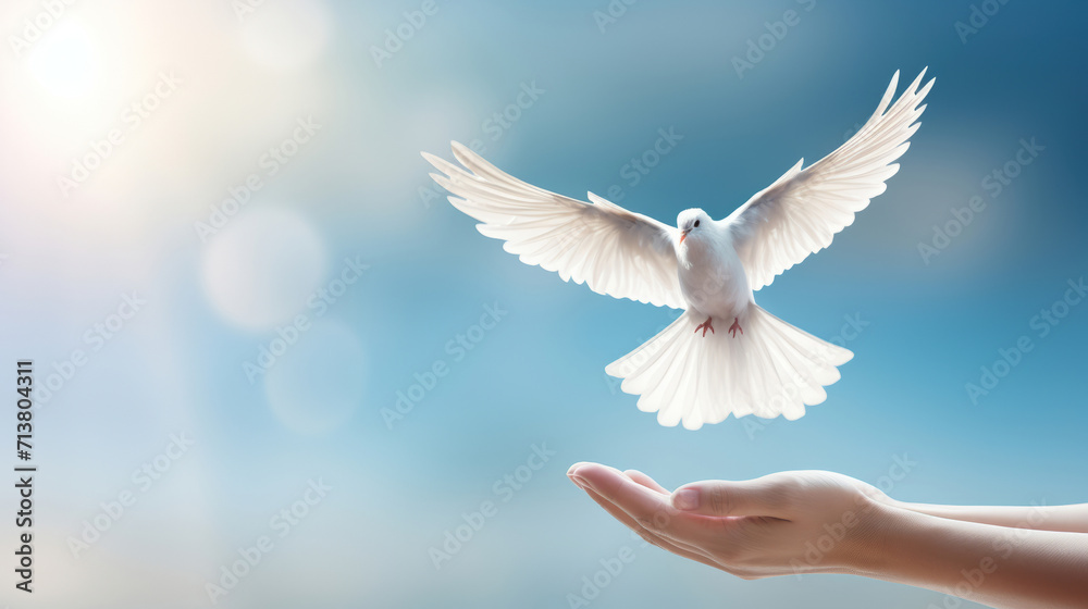White dove landing on open palms with blue sky background - obrazy, fototapety, plakaty 