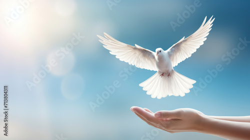 White dove landing on open palms with blue sky background photo