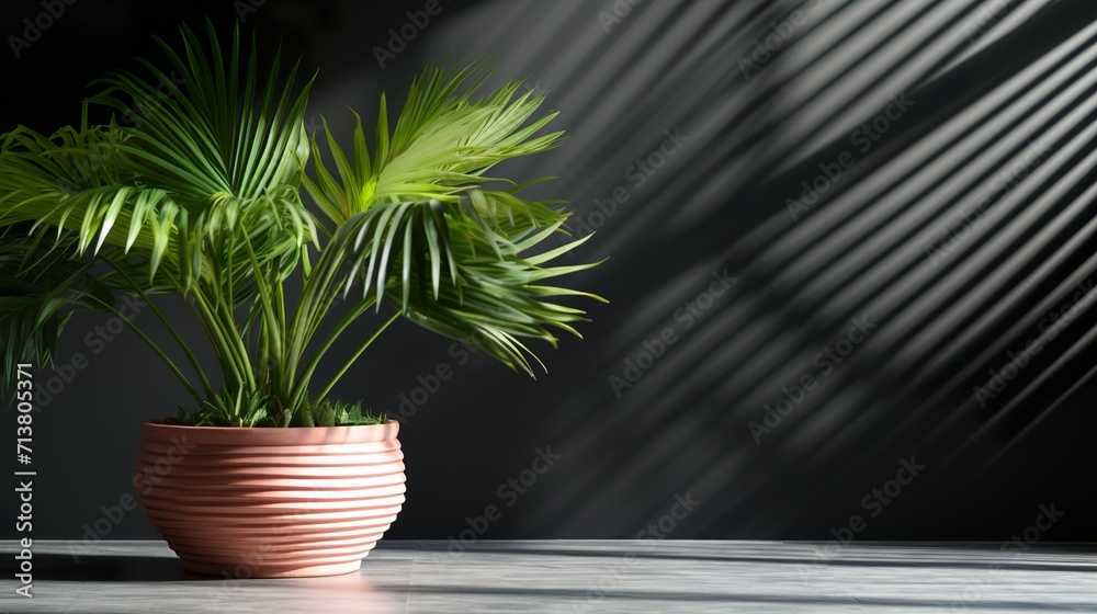Fototapeta premium plant in flowerpot