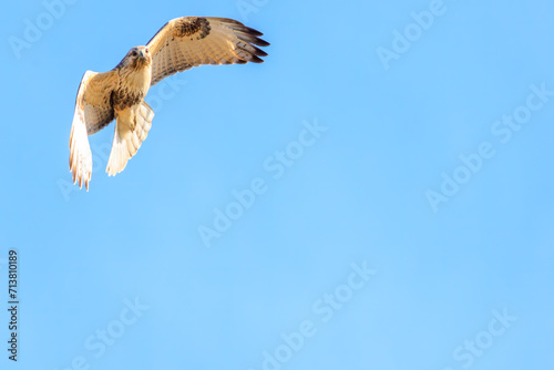                                                                                                                                               2024   1   19              Beautiful Eastern Buzzard  Buteo japonicus  family comprising hawks  in flight.  At WATARASE Retarding Basin  Tochigi  Japan  Ramsar Co