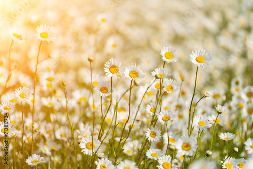 Daisy Chamomile background. Beautiful nature scene with blooming chamomilles in sun flare. Sunny day. Summer flowers.