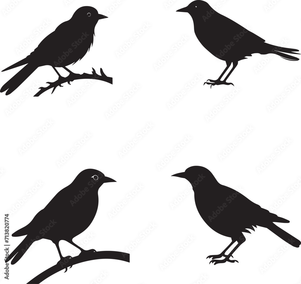 Set of Starling black silhouette on white background 