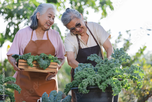 Two elderly Asian women harvesting kale in the garden.