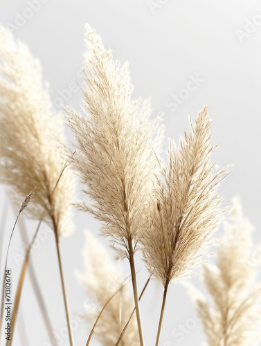 Pampas fluffy grass twigs on a white background