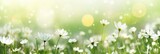 White Chamomiles Flowers Against Greenery Meadow Banner Background. Colorful spring banner panoramic white wildflowers at green field, sun rays background bokeh. Pure air light spring space for text.