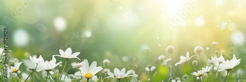 Colorful spring banner panoramic white wildflowers at green field, sun rays background bokeh. Pure air light spring template with space for text. Greeting card or banner. Freshness, carefree new life © m
