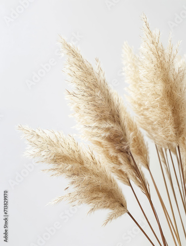 Pampas fluffy grass twigs on a white background