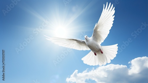White dove flying .Dove in the air with wings wide open in the bright blue sky