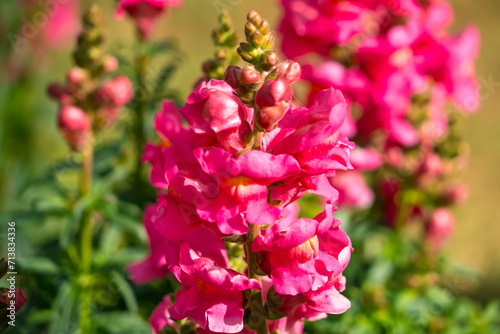 Colorful Snapdragon Flowerr in garden photo