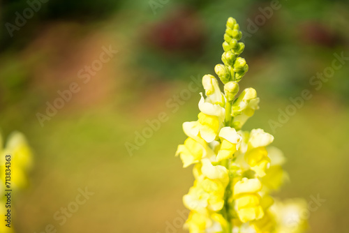 Colorful Snapdragon Flowerr in garden photo