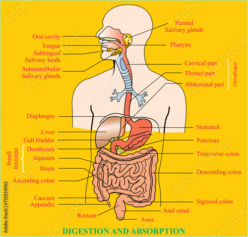 DIGESTION AND ABSORPTION