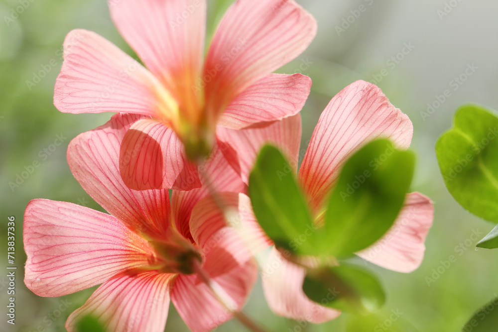 pink little flower