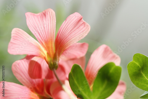 close up of pink flower