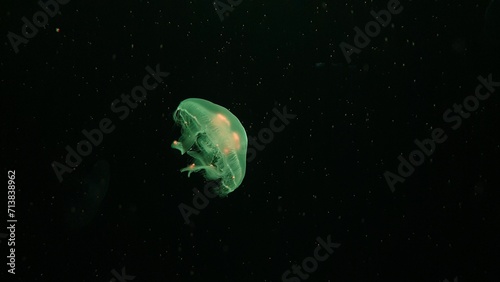 Moon jellyfish float on undersea. © Varunee