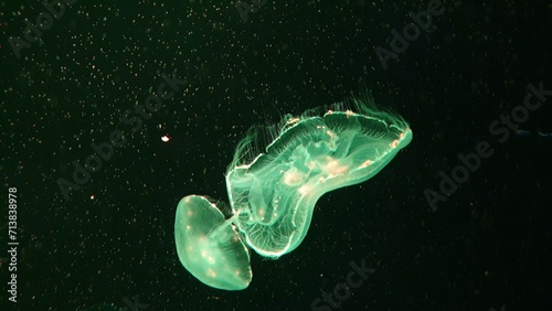 Moon jellyfish float on undersea.