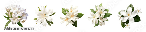 White oleander flower, photo-realistic, on transparency background PNG