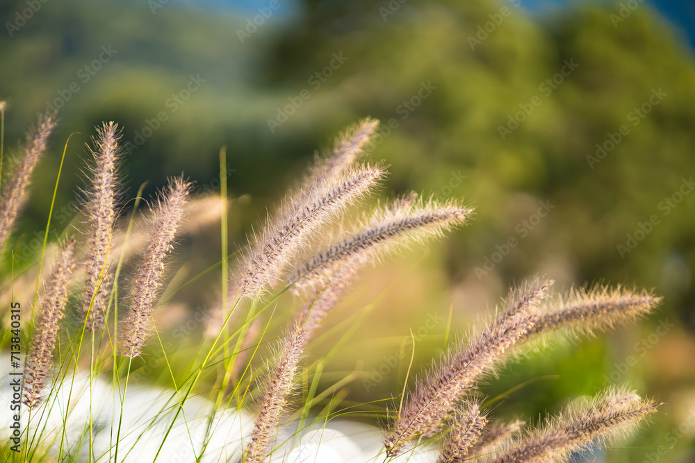 Grass that reflects the sun light in the evening in the backyard. Concept for nature.