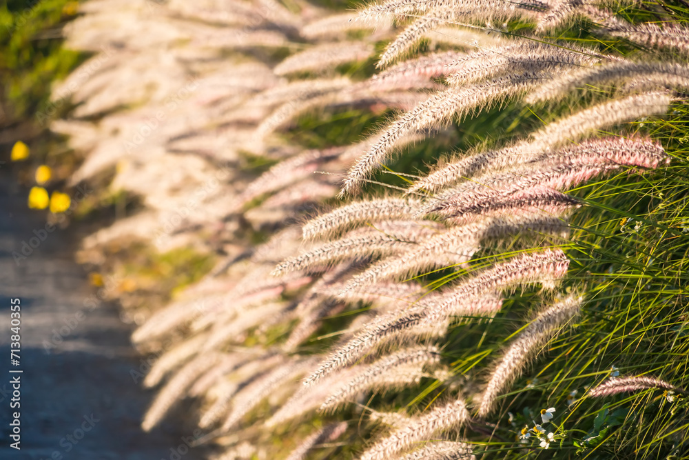 Grass that reflects the sun light in the evening in the backyard. Concept for nature. Grass that reflects the sun light in the evening in the backyard. Concept for nature.