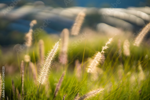 Grass that reflects the sun light in the evening in the backyard. Concept for nature.