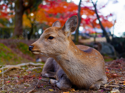 【奈良市／奈良公園】休憩中の鹿さん
カメラを向けられても気にすることなく、遠くを眺めておられました。 photo