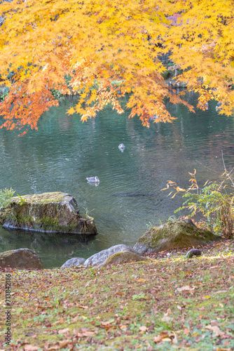 Fototapeta Naklejka Na Ścianę i Meble -  成田山公園の紅葉とカモ