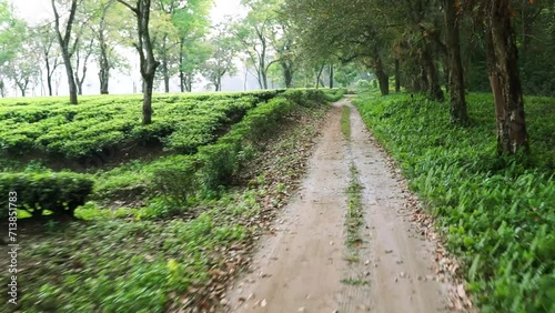 Jungle safari inside Gorumara National Park situated in Dooars, West Bengal, India.  photo