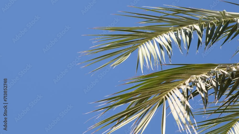From below palm tree with green branches against cloudless blue sky in sunshine From below palm tree with green branches against cloudless blue sky in sunshine
