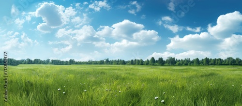 Tranquil meadow under blue sky.Tranquil Meadow Under Summer Sky