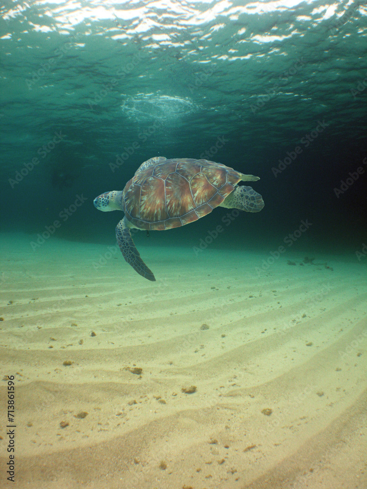 a sea turtle swimming in the caribbean sea