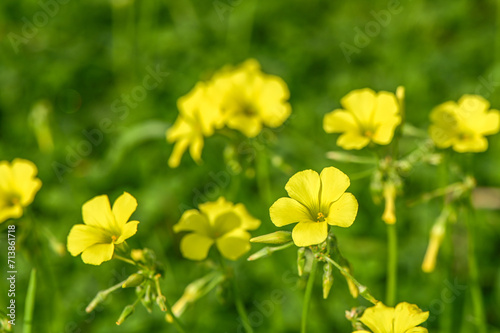 yellow flowers on the island of Cyprus 3