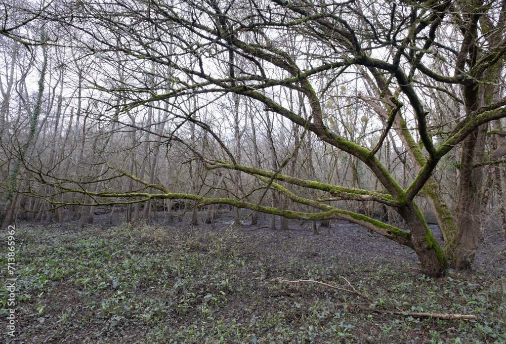 Fototapeta premium Trees in nature during winter. Various species.