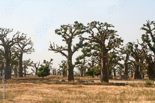 Fényképezés des baobabs dans la campagne