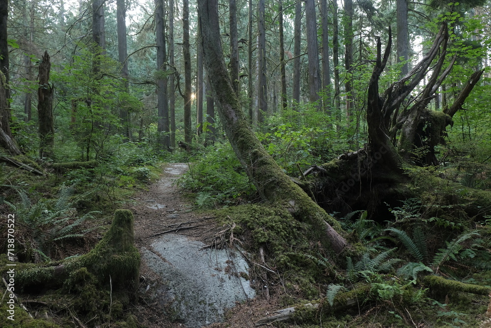 Natural variety that is observable in a deep forest, in West Canada. Vancouver. Early morning and daytime.