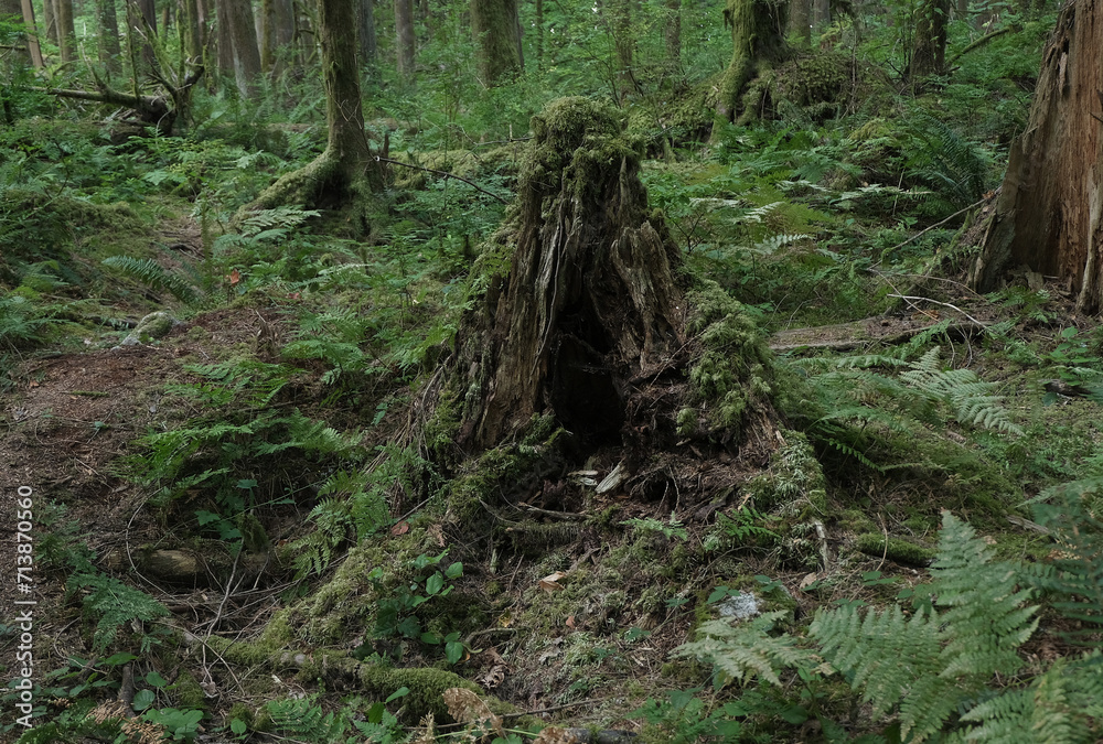 Fototapeta premium Natural variety that is observable in a deep forest, in West Canada. Vancouver. Early morning and daytime.