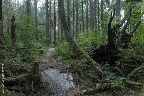 Natural variety that is observable in a deep forest  in West Canada. Vancouver. Early morning and daytime.