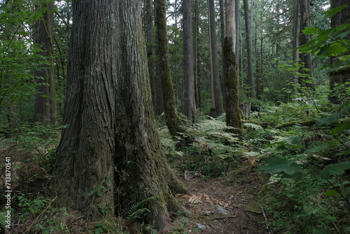 Natural variety that is observable in a deep forest, in West Canada. Vancouver. Early morning and daytime.