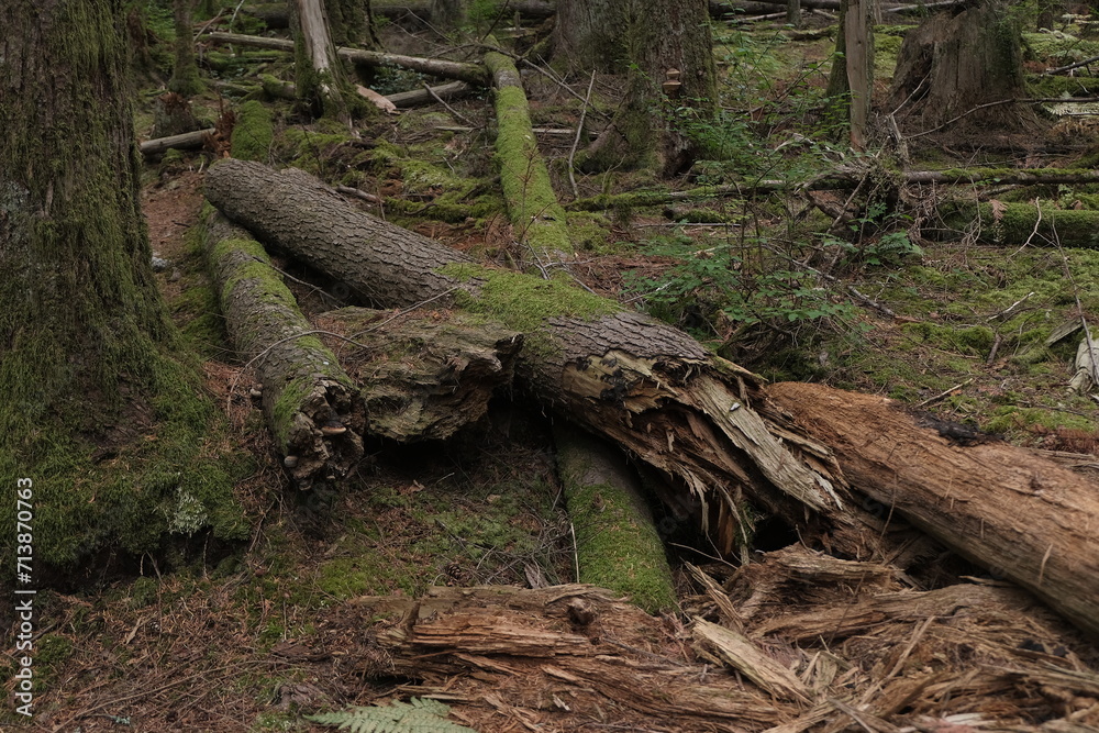 Natural variety that is observable in a deep forest, in West Canada. Vancouver. Early morning and daytime. Natural variety that is observable in a deep forest, in West Canada. Vancouver. Early morning and daytime.