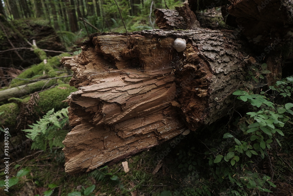 Fototapeta premium Natural variety that is observable in a deep forest, in West Canada. Vancouver. Early morning and daytime.