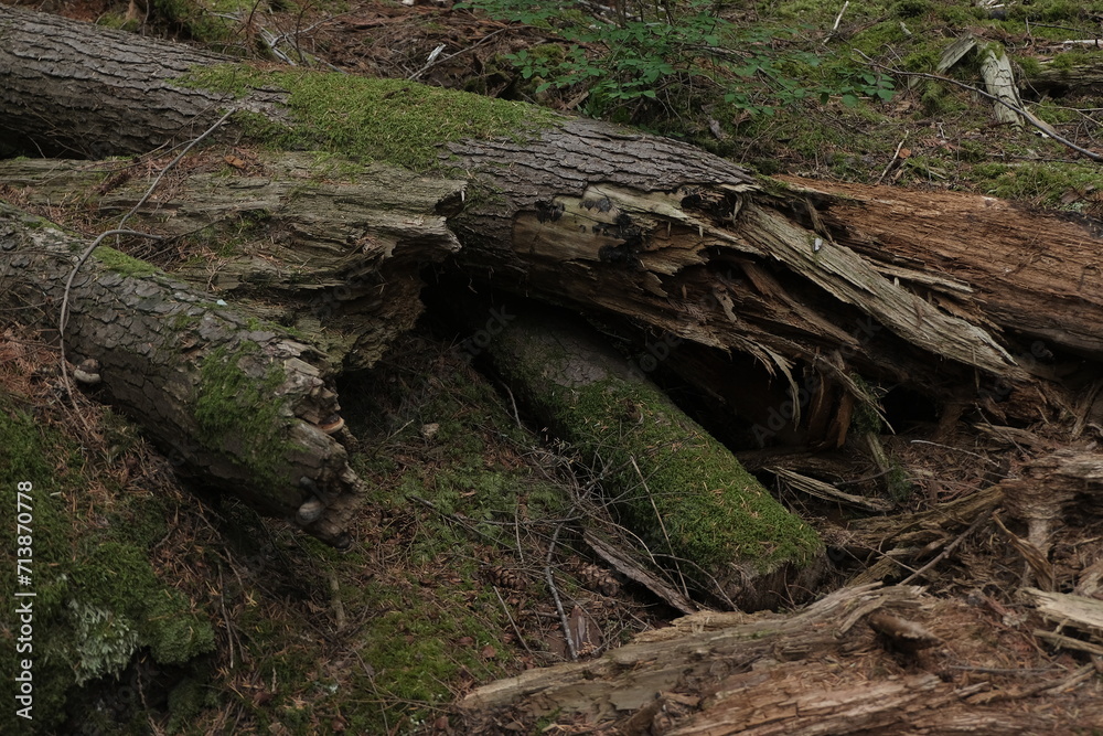 Natural variety that is observable in a deep forest, in West Canada. Vancouver. Early morning and daytime. Natural variety that is observable in a deep forest, in West Canada. Vancouver. Early morning and daytime.