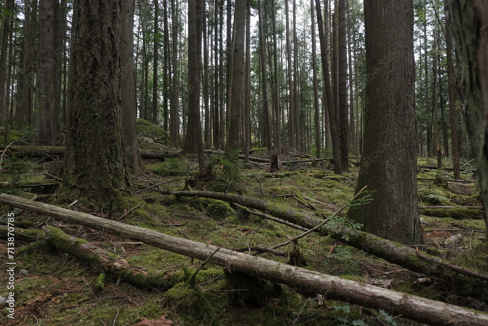 Fototapeta premium Natural variety that is observable in a deep forest, in West Canada. Vancouver. Early morning and daytime.