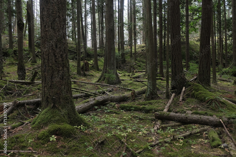 Obraz premium Natural variety that is observable in a deep forest, in West Canada. Vancouver. Early morning and daytime.