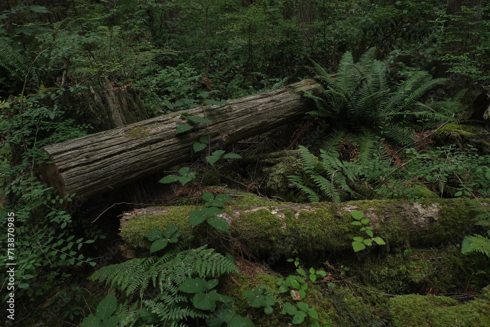 Natural variety that is observable in a deep forest, in West Canada. Vancouver. Early morning and daytime. Natural variety that is observable in a deep forest, in West Canada. Vancouver. Early morning and daytime.