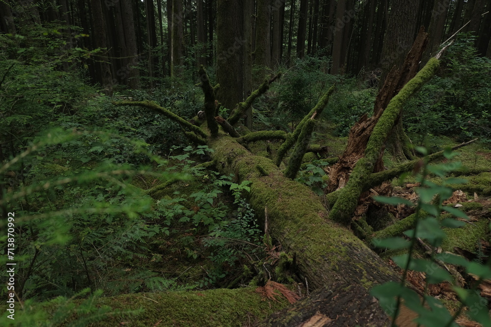 Natural variety that is observable in a deep forest, in West Canada. Vancouver. Early morning and daytime. Natural variety that is observable in a deep forest, in West Canada. Vancouver. Early morning and daytime.