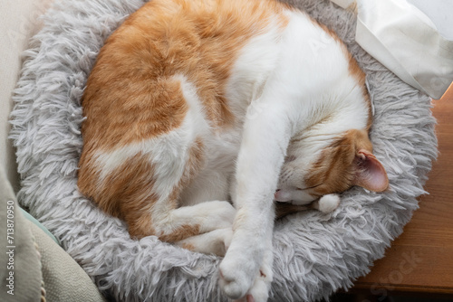丸まって眠る猫 茶トラ白