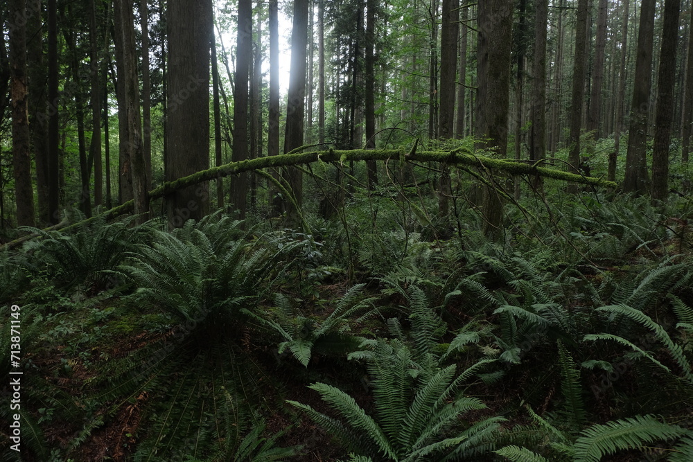 Fototapeta premium Natural variety that is observable in a deep forest, in West Canada. Vancouver. Early morning and daytime.