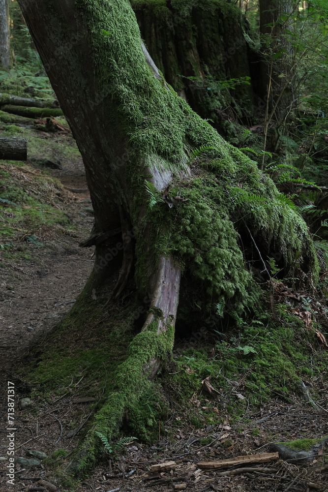 Obraz premium Natural variety that is observable in a deep forest, in West Canada. Vancouver. Early morning and daytime.