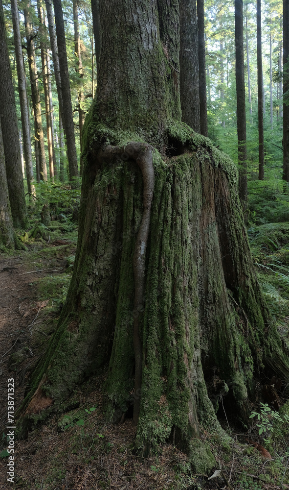Fototapeta premium Natural variety that is observable in a deep forest, in West Canada. Vancouver. Early morning and daytime.