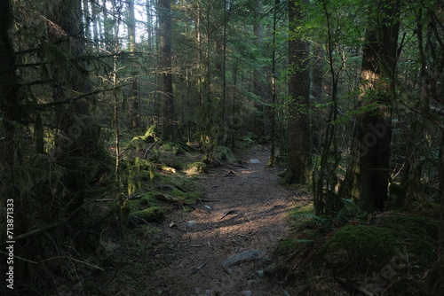 Natural variety that is observable in a deep forest  in West Canada. Vancouver. Early morning and daytime.