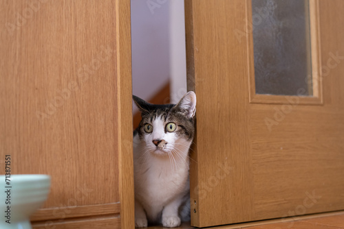 ドアの隙間から中を見る猫 キジトラ白